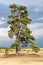 Majestic scotch pine, growing in the dry heathland of the hoge veluwe