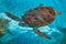 Majestic Sea Turtle Swimming in Serene Blue Waters