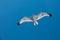 majestic seagull flying in a clear blu sky in summer season at Thasos Island in Greece