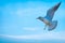 majestic seagull in full flight, wings outstretched, against a soft blue sky,