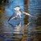 Majestic seagull soaring gracefully over a tranquil body of water, searching for its next meal