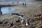 Majestic seagulls in flight over the silky brown sands of the beach with rocks along the shore and other birds walking