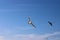 Majestic seagulls in flight with their wings spread with a gorgeous clear blue sky with clouds at Marina Park Beach in Ventura