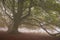 Majestic secular beech tree in the autumnal fog of october day