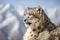 A majestic and serene Snow Leopard perched on a mountain, showing off its majestic and serene nature. Generative AI