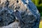 Majestic Shaheen Falcon perched atop a rocky surface