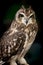 Majestic short eared owl.