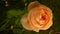 Majestic shot of a delicate blooming orange rose in its natural habitat