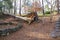 A majestic shot of a downed tree in the forest surrounded by lush green and autumn colored trees