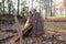 A majestic shot of a downed tree in the forest surrounded by lush green and autumn colored trees