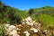 a majestic shot of a small creek on a hillside filling with lush green grass and rocks