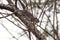 A majestic shot of a squirrel on bare tree branches with a nut in its mouth