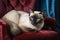 A majestic Siamese cat with striking blue eyes lounges on a luxurious deep pink, blue and gold vintage chair