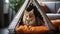 Majestic Siberian cat in cozy tipi tent, indoor luxury pet house