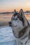 Majestic Siberian Husky Dog with Blue Eyes Enjoying Sunset on Snowy Landscape