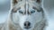 A majestic Siberian husky looks directly into the camera, its striking blue eyes radiating intelligence and strength