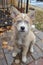 Majestic siberian husky puppy with striking blue eyes in snowy wilderness adventure