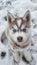 Majestic siberian husky puppy with stunning blue eyes in snowy wilderness exploration