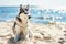 Majestic Siberian Husky Sitting on a Sandy Beach at Sunset