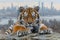 Majestic Siberian Tiger Lying Down in Front of Urban Skyline at Sunrise Wildlife and City Life Conceptual Contrast