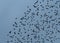 Majestic sight of a large flock of birds soaring against the blue sky