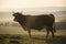 Majestic silhouette Charolais breed cow countryside backdrop striking profile