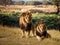 Majestic Silhouette: Two Lions Roam the Enchanted Woods at Sunse