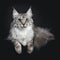 Majestic silver tabby young adult Maine Coon cat laying down with tail hanging obeside body and pws hanging over edge, looking st