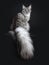 Majestic silver tabby young adult Maine Coon cat sitting backwards looking over shoulder with enormous tail hanging over edge, loo