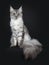 Majestic silver tabby young adult Maine Coon cat sitting facing front with enormous tail beside body hanging over edge, looking st