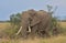 majestic single male african elephant standing and grazing in the wild savannah of the masai mara, kenya