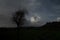 Majestic single tree stands isolated against a backdrop of the mountains in Ibb, Yemen