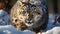 Majestic snow leopard, a cute big cat in the wild generated by AI