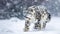 A majestic snow leopard gracefully navigating through a wintry landscape.