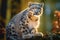 Majestic Snow leopard sitting. Generate Ai