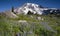 Majestic Snowcapped Mountain Peak Mt. Rainier Wildflowers Cascade Range