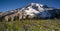 Majestic Snowcapped Mountain Peak Mt. Rainier Wildflowers Cascade Range