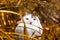 Majestic Snowy Owl (Bubo scandiacus