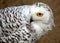 Majestic Snowy Owl (Bubo scandiacus
