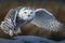 Majestic Snowy Owl Picture set. taking flight, prey in the snow, spreading its wings and more.