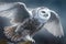 Majestic Snowy Owl Picture set. taking flight, prey in the snow, spreading its wings and more.