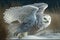 Majestic Snowy Owl Picture set. taking flight, prey in the snow, spreading its wings and more.