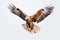 Majestic Soar: Eagle on Transparent Background.