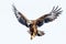 Majestic Soar: Eagle on Transparent Background.