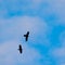 Majestic Soarer: Graceful Crow Soaring Across the Azure Sky