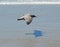 Majestic soaring seagull