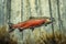 Majestic Sockeye Salmon Ascending Through Clear Forest Stream Wildlife Illustration