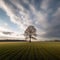 Majestic Solitude - A Lone Tree in a Vast Field