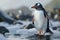 Majestic Solo Gentoo Penguin Standing on Icy Rock with Ocean Background in Natural Habitat