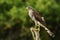 Majestic sparrow hawk